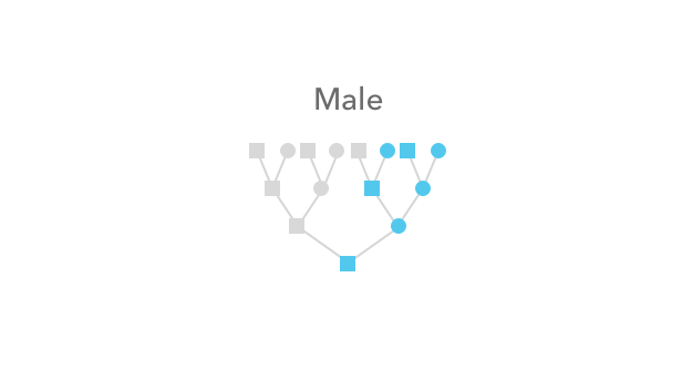An illustration of how a male receives an X chromosome