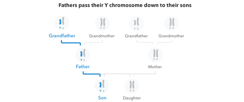Illustration of how the Y chromosome is passed between generations