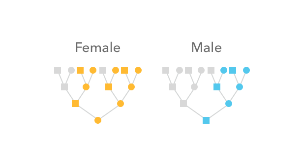 How the X chromosome is inherited in male and female lineages
