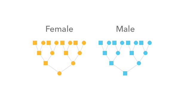How autosomal DNA is inherited in male and female lineages