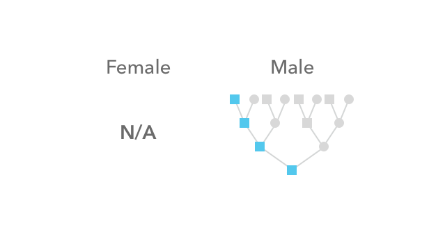 How the Y chromosome is not inherited by females but is inherited in male lineages