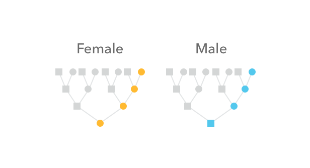 How mitochondrial DNA is inherited in male and female lineages