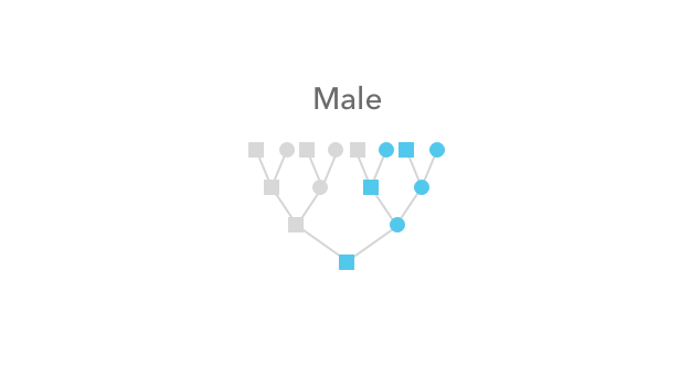 Pedigree of ancestors who could have contributed to a male's X chromosome
