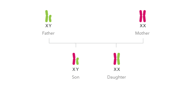 A son will receive the Y sex chromosome and a daughter will receive the X sex chromosome