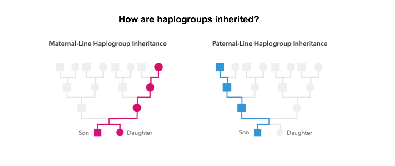 How haplogroups are inherited